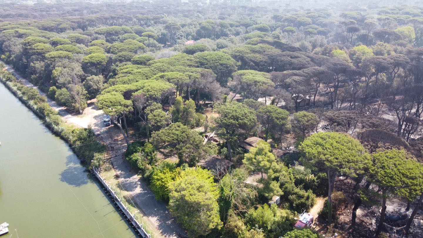 Fragili come i pini: il destino della natura e dell�Uomo